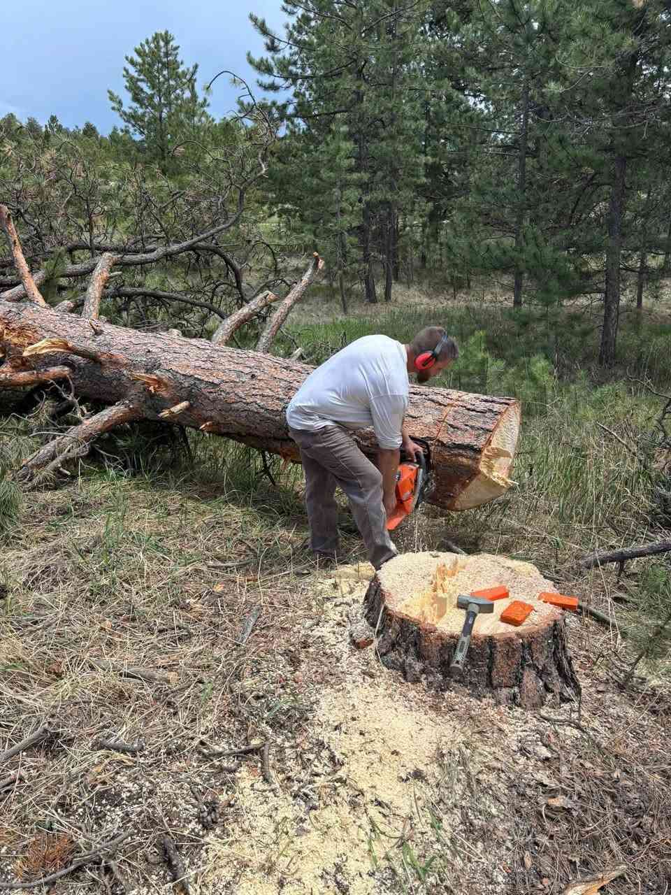 اتصل بنا قلع النخل والأشجار 
***********
***********
