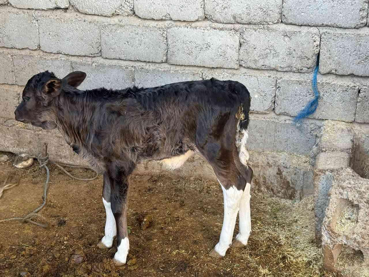 هايشه مال بيت مكفوله والده صار 4 اشهر حليب خير من الله مكفوله من اي عيب اعشار صار شهر تقريبا  -المكان اسديرة- الفياض 
 هاتف☎️ ‭***********
