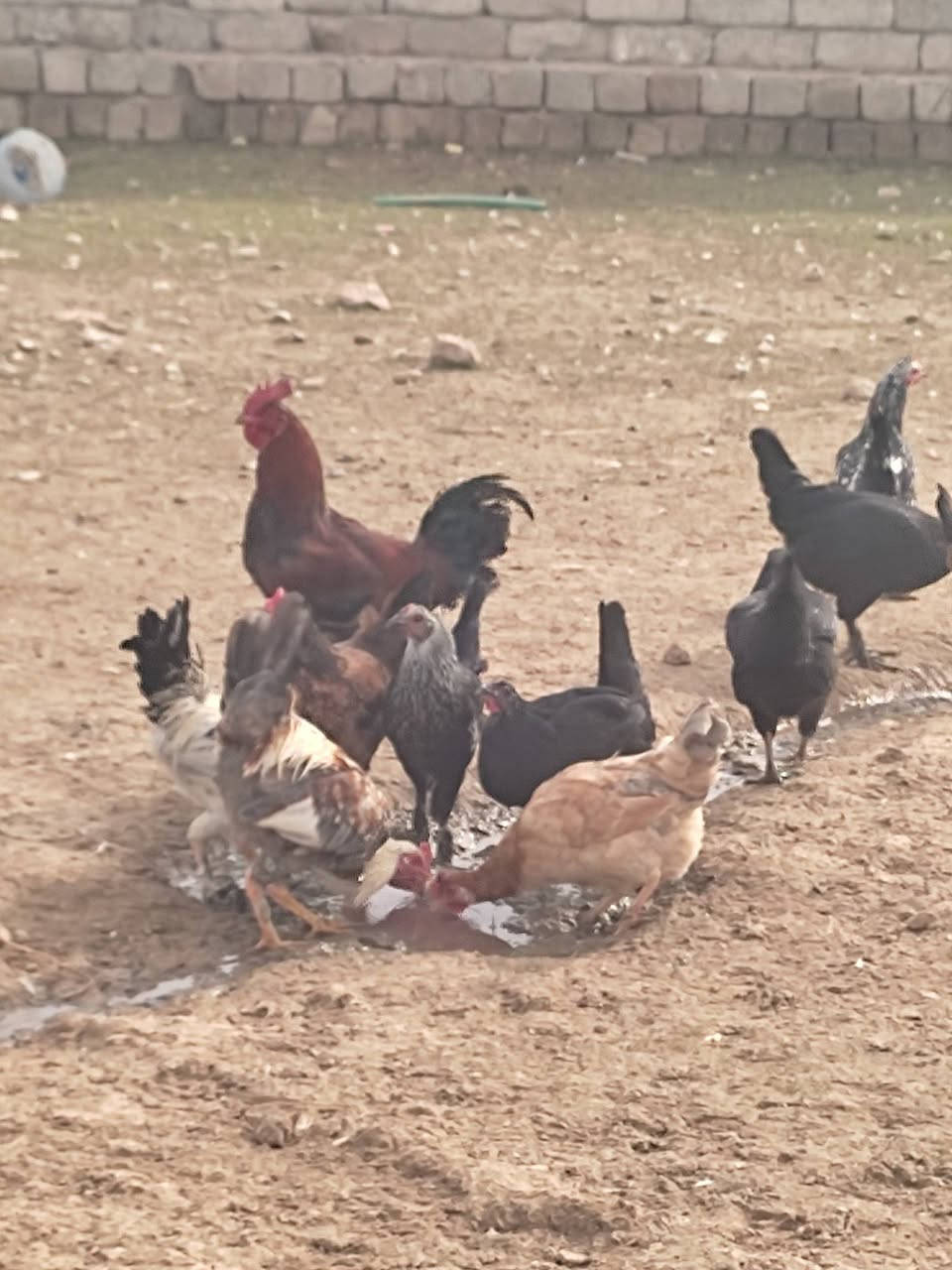 سلام عليكم اخوان عندي دجاج البيع العدد 8وا 5ديوكه بيضات الدجاجت مال بيت انضاف وخشنت  سرحيات مكاني في موصل جانب ايمن شراي يتصل على الرقم  ***********
