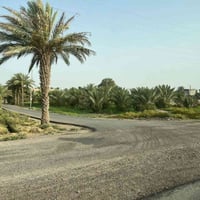 ٥ دونم • طابو زراعي • سبع البور شيخ عامر