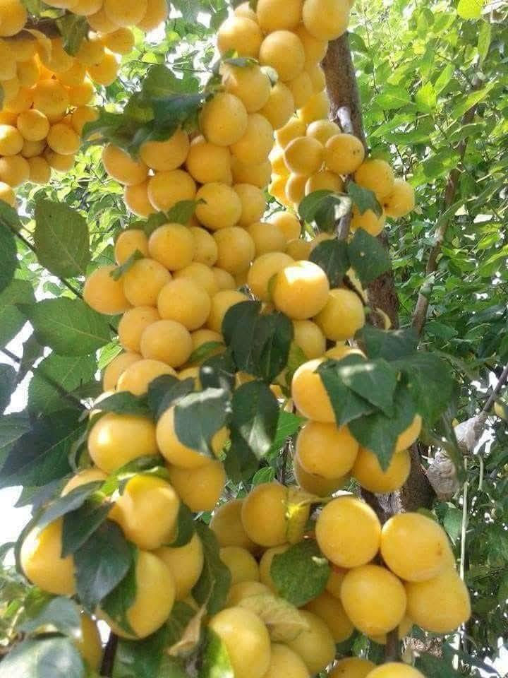 توفرت شتلات اشجار الفواكه النفضيه للاستفسار او الطلب يرجى مراسلة الصفحه او الواتساب على الرقم ***********
تتوفر خدمة توصيل لجميع محافظات العراق 🚘
