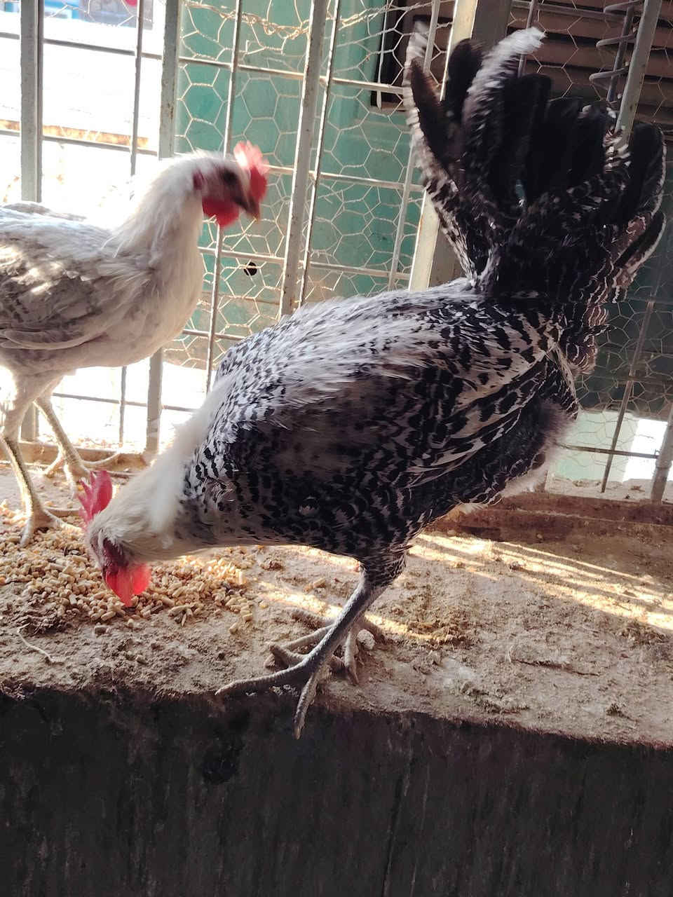 متاح ديك فيومي فضي دم نقي
اسيا ***********
كورك ***********
السعر قفل 15الف
