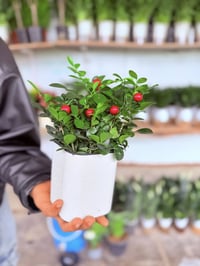 تم وصول نبات ضليه ماىيه  اسم النباة كرز  🟢يوجد مفرد وجملة  ✅التوصيل قض...