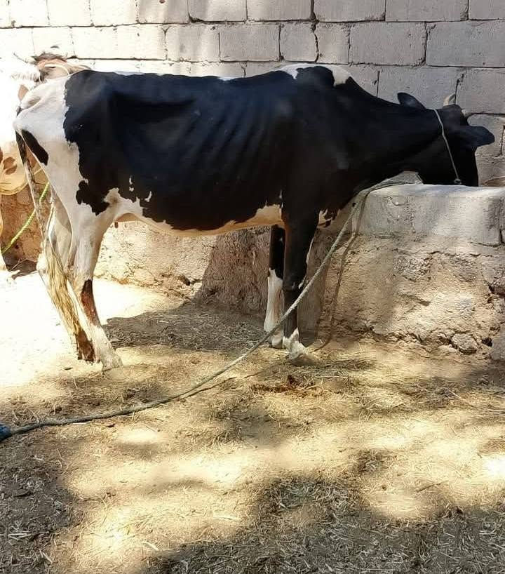 اللهم صلي على محمد وال محمد 
للبيع لجاب العدد 2 فريزيات مشروطات 
شرط جني وصحا ونصاحه  سعر الزوج 2550وبيهن مجال 
 
المكان بابل   ***********
