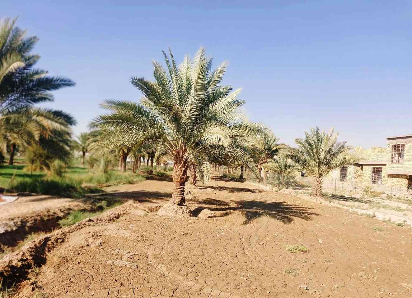 السلام عليكم ارض طابو زراعي سند/25/المساحه. دونم 
الموقع خلف جامعه بابل / 
للاستفسار 
محمد رشيد ‏‪***********‬‏
منتظر الصليخي ***********
                        ***********
