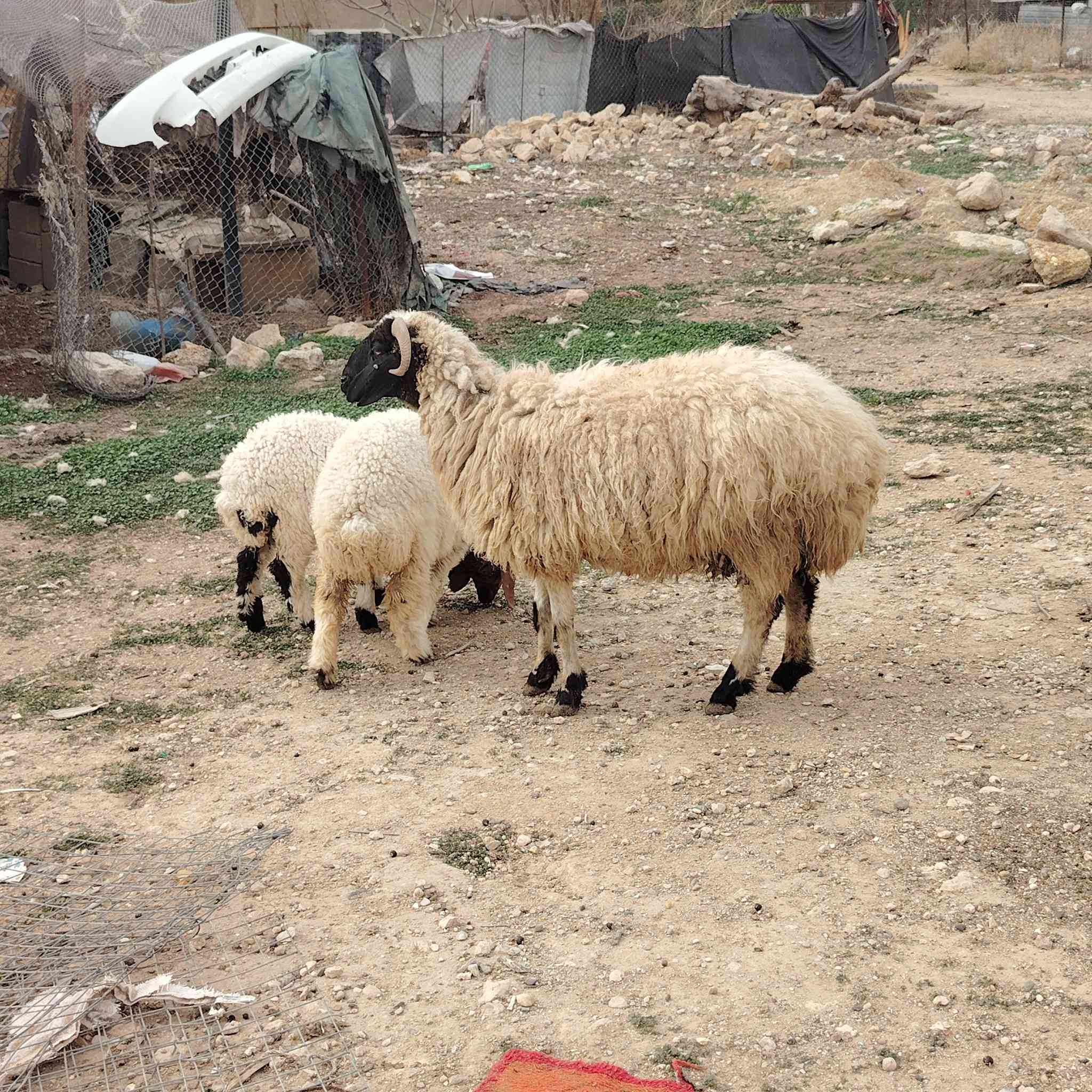 متاح نعجه وراه توم فطايم سعرها ٧٦٠ عنوانه الانبار قضاء عنه ناحية الريحانه يوجد توصيل مجاااااني حديثه والبغدادي فقط تفاصيله بلفيديو
***********
#ابوعبيدة #لتجارة #الاغنام #والمواشي #جمال #خيول #ماعز #متابعه_ولايك_فضلا_وليس_امر #سوق #عنه #وضواحيها #لتجارة #الاغنام #والمواشي
