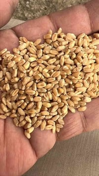 إلى الاخوه المزارعين توجد لدينا بذور بنت المغلف عربيه وباسعار تنافسيه ...