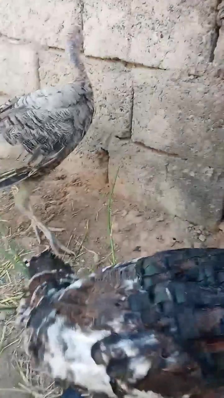 متاح
زوج فسيفس هولندي اصلي
صحتهم خير من الله 
ملقحين كامل رباعي وخماسي زيتي
نشاطه فول خشانه فول
فحل ونثيه
عمرهم فوك ال ٤ اشهر
سعرهم اثنينهم ب 60 الف
عنواني موصل ايسر كوكجلي 
خاص مفتوح


**إذا كنت صاحب هذا الإعلان وتريد حذفه لأي سبب، رجاءا أرسل رسالة إلى الدعم الفني**