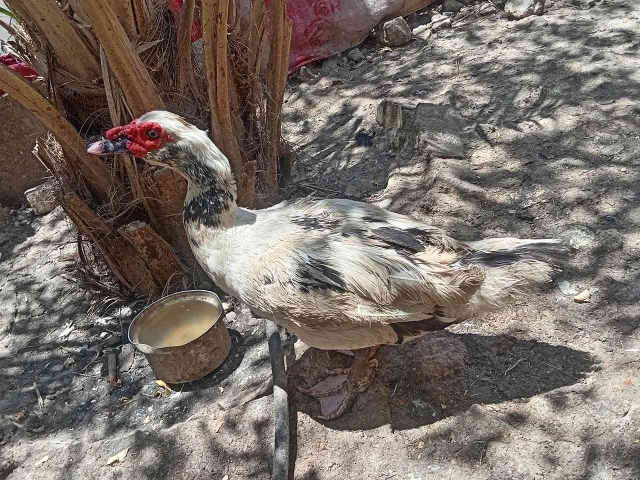 فحل مصري للبيع السعر ب 15 شراي يجي خاص


**إذا كنت صاحب هذا الإعلان وتريد حذفه لأي سبب، رجاءا أرسل رسالة إلى الدعم الفني**