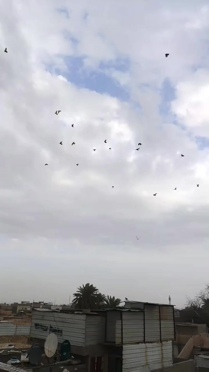 لوت للبيع بيض عشره والبقيه الوان بغداد دوره رقم ***********
