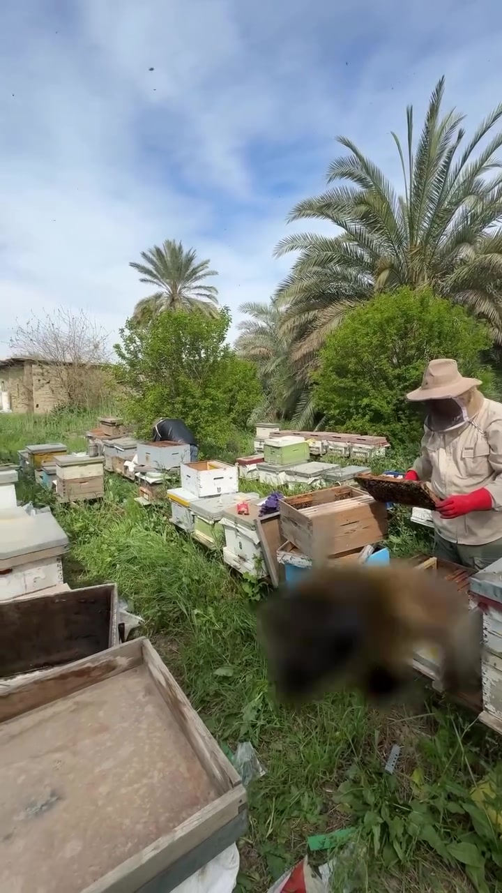 يمكنكم الدخول إلى الحساب والتحقق من مصداقية عملنا في تربية النحل وكيفية انتاج العسل


**إذا كنت صاحب هذا الإعلان وتريد حذفه لأي سبب، رجاءا أرسل رسالة إلى الدعم الفني**