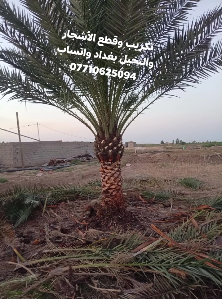 قطع الأشجار والنخيل بغداد واتساب ***********
