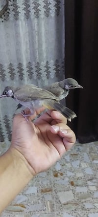 بلابل مخاليف ياكلن وحدهن كرغوليه يم زنود است الحمداني 07759524799