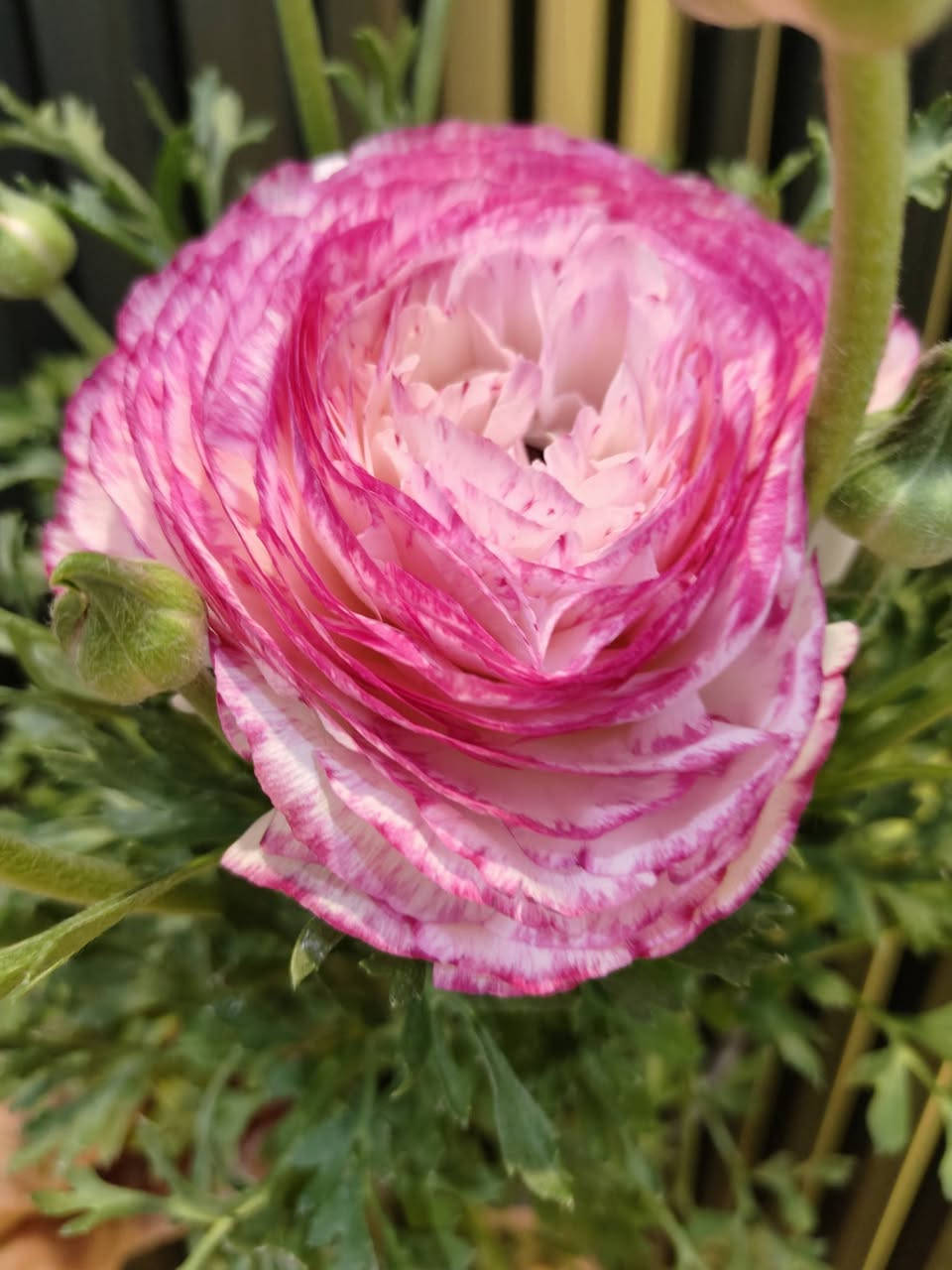 زبائننا الكرام
مثل ما عودناكم 

وصول وجبة جديدة من النباتات الظلية والخارجية

وباسعار مناسبة للجميع كما تتوفر مجموعة من السنادين 

ومستلزمات الزراعة والعناية بالنباتات 

جميع النباتات بصحة جيدة ومطابقين للصورة

مكاني موصل حي السكر قرب جامع الرحمة 

يوجد توصيل داخل الموصل ولجميع محافظات العراق 

للحجز والطلب مراسلة الصفحة او التواصل على رقم الواتس 

***********

لمعرفة الاسعار علق عالنبتة التعجبك ونردلك السعر 

#برعم_للنباتات_المنزلية
#نباتات_ظلية
