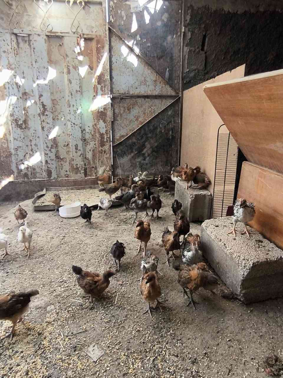 صواصي للبيع صحه كفاله اتصال فقط ***********
