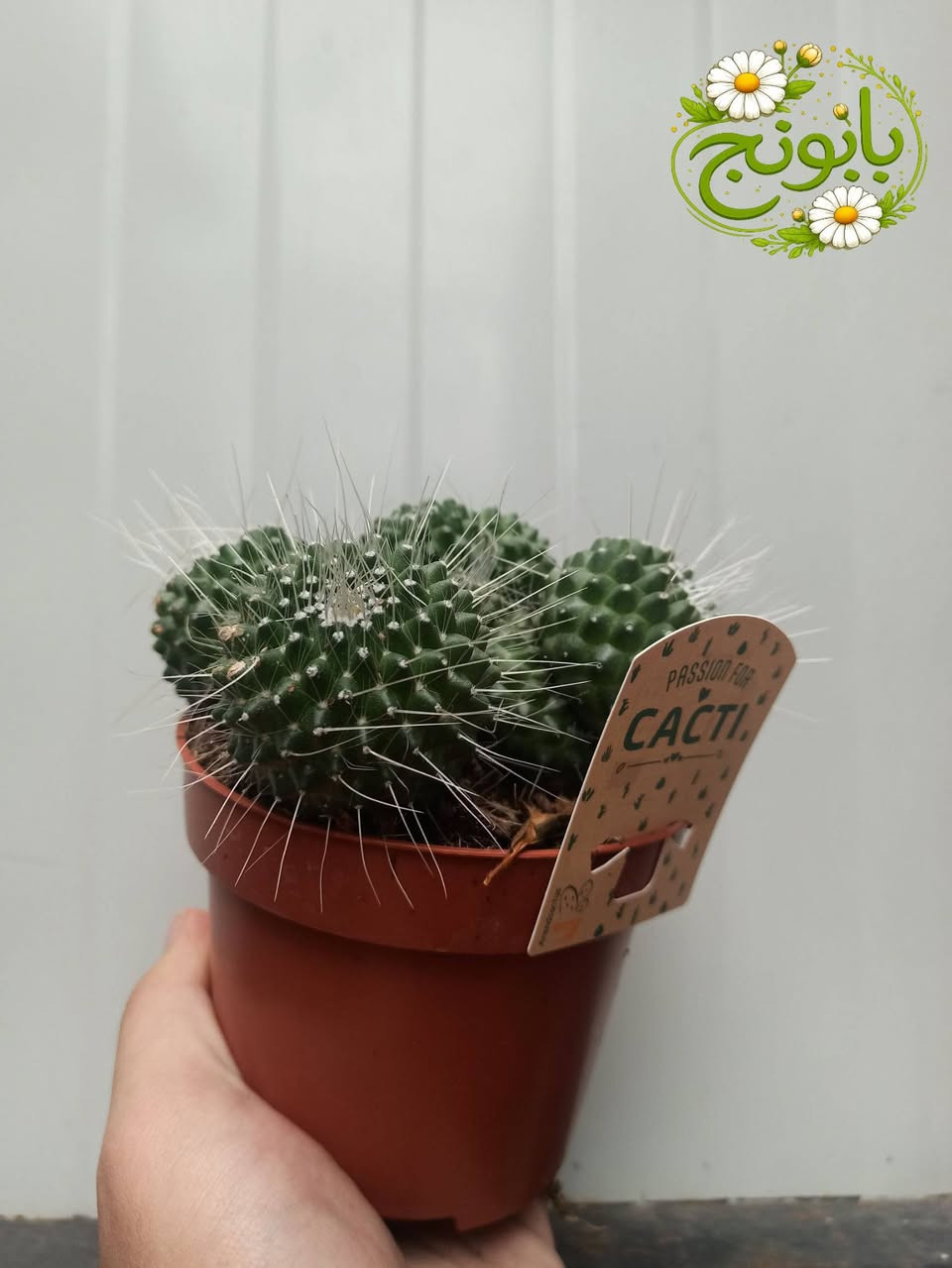 وصول وجبة جديدة من الصباريات الهولندية 🌵
بابونج ستور يوجد لدينا خدمة توصيل لكافة احياء مدينة الموصل والمحافظات 
***********
