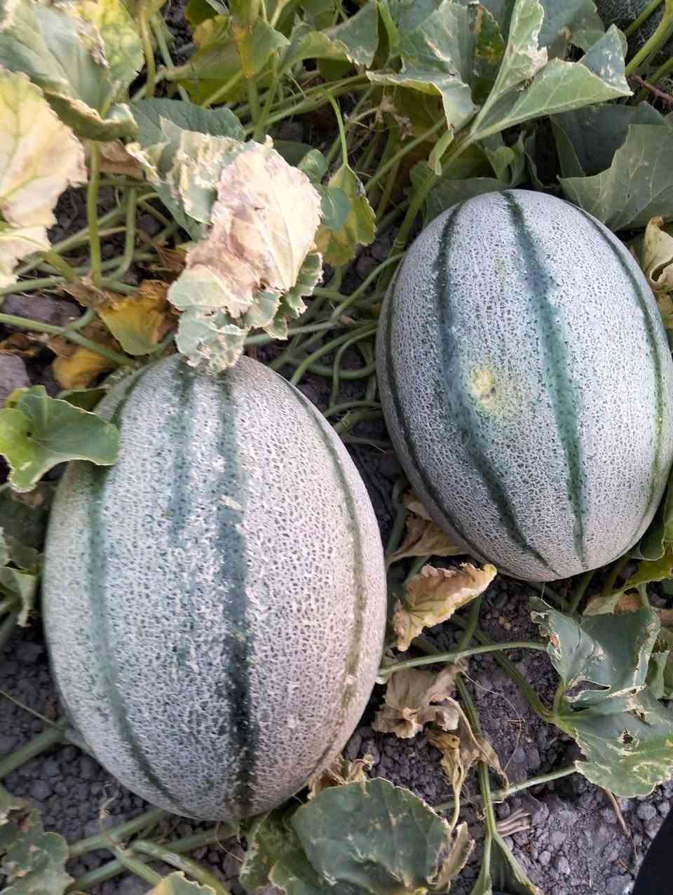 متوفر بذور بطيخ درجة اولى فول     ***********
