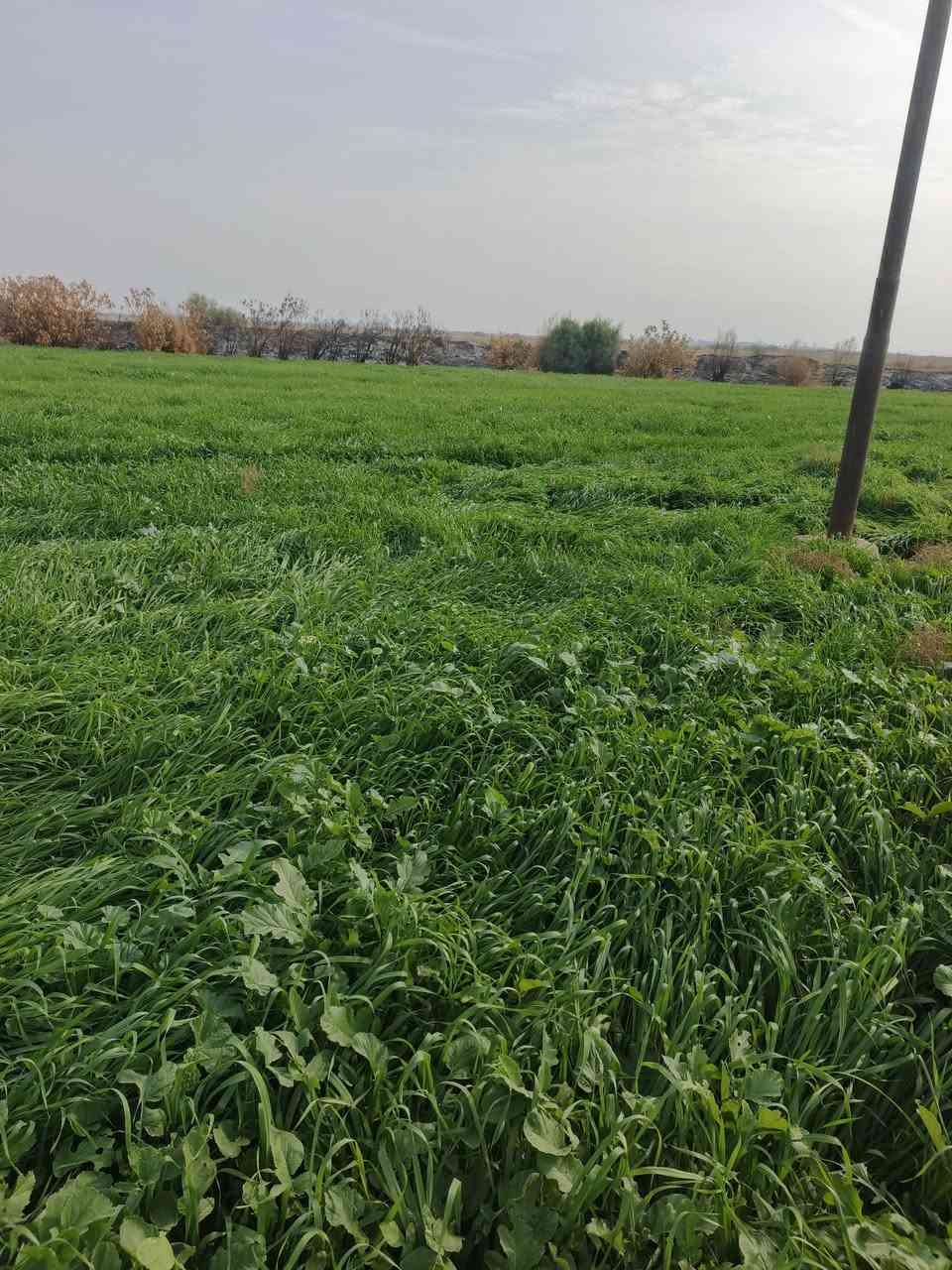 نعيد النشر بسسب الوعود الكاذبه 40دونم شرط للبيع المكان الحي للاستفسار اكثر ***********
