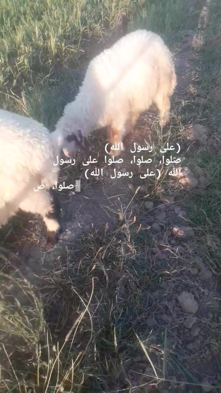 زوج نثيه وفحل طليان ناصحات يرهمن كصابه وربط السعر ٦٥٠ الف وبيهن بصيط ***********  ***********@
