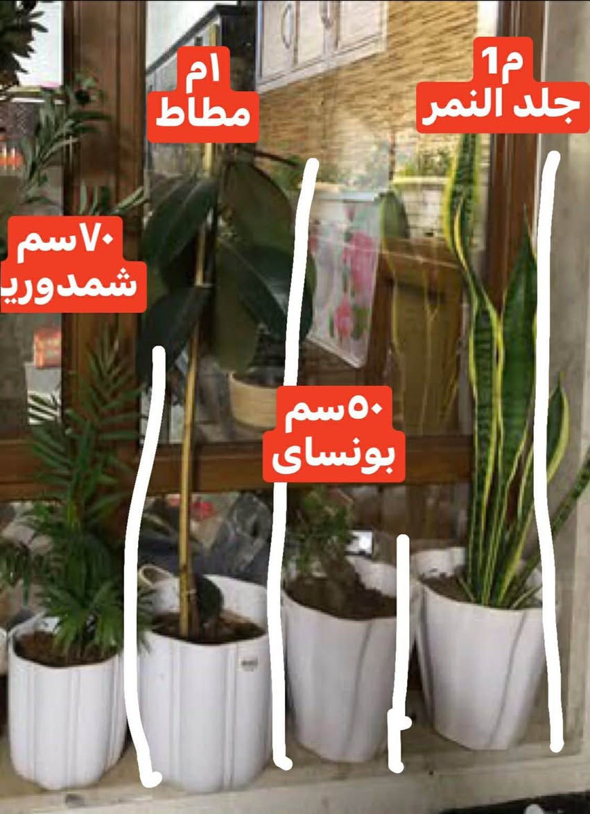 ٢٠ سنادين نباتات طبيعية
١٠٠ الف قفل
المكان اربيل روشنبيري أربيل, العراق


**إذا كنت صاحب هذا الإعلان وتريد حذفه لأي سبب، رجاءا أرسل رسالة إلى الدعم الفني**