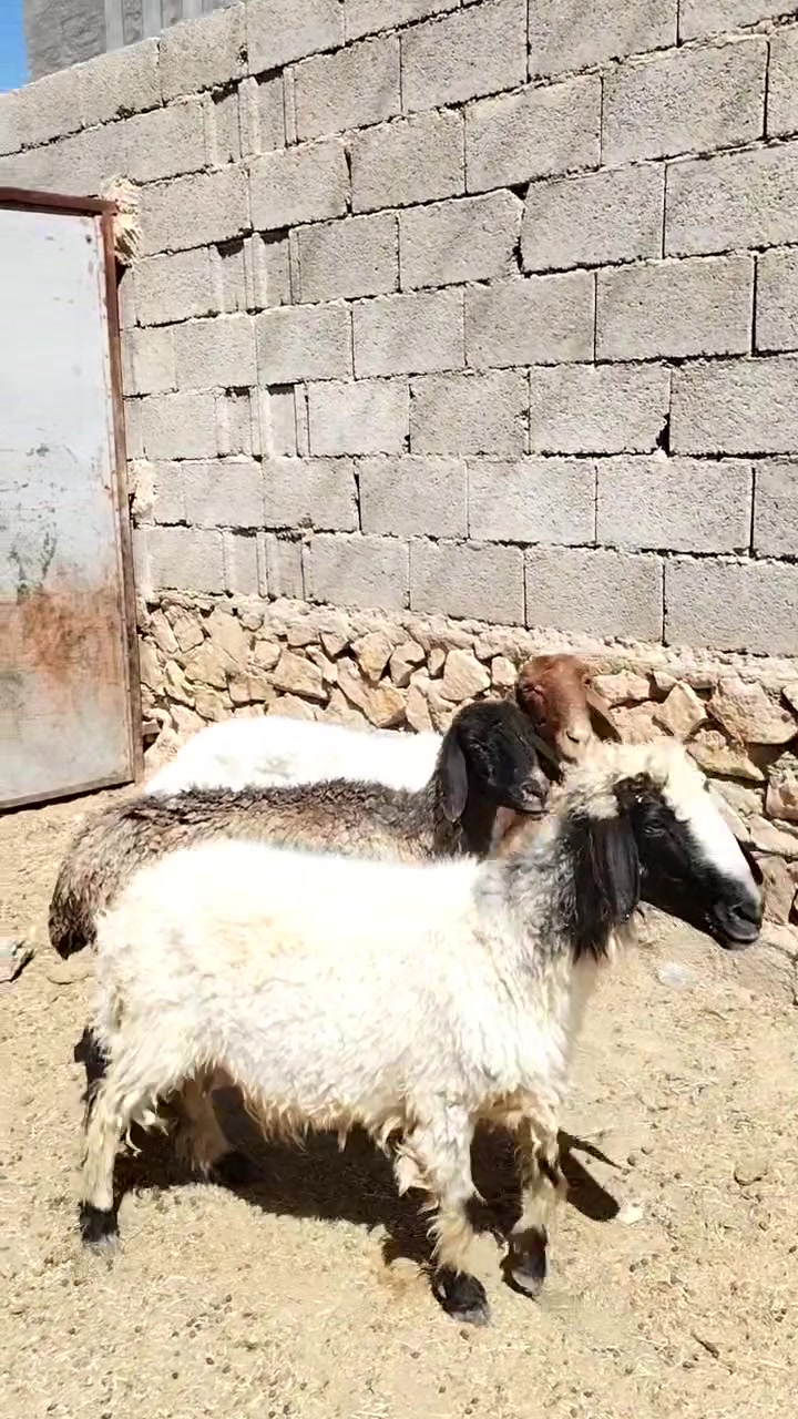 3 انعاج سن وشطر ونصاح مال مجنوي شرط نصاح سعر زوج 550 اي استفسار اتصل علا رقم *********** مكانه حديثه .الخفاجيه
