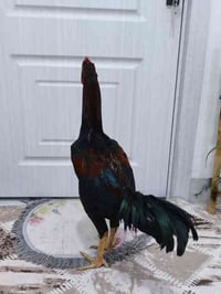 مخلف • ٧ أشهر • كركوك