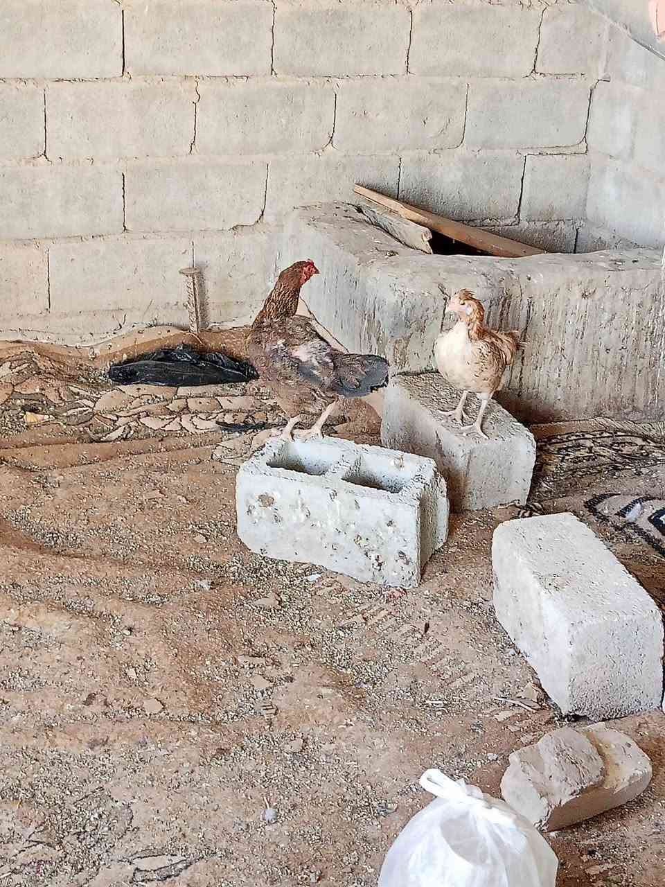 للبيع دجاجات نضاف مال بيت بياضات 6 دجاجات و3 ديوكه واحد عليبي واحد شمسي واحد كحلي ودجاجه مضربه هراتي ورها افراخ هراتيات عمرهن شهرين و20 يوم وبطات عربيات 2 فحل ونثيه بياضه


**إذا كنت صاحب هذا الإعلان وتريد حذفه لأي سبب، رجاءا أرسل رسالة إلى الدعم الفني**