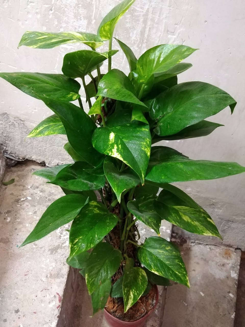 الجمال والكثافه لبلاب عامودي 🪴
🌿 بيع ورد طبيعي ومنعش
🚚 توصيل مجاني داخل هبهب
📍 أقرب نقطة دالة: قرب مدخل المجمعات
📩 للطلب مراسلتنا خاص


**إذا كنت صاحب هذا الإعلان وتريد حذفه لأي سبب، رجاءا أرسل رسالة إلى الدعم الفني**