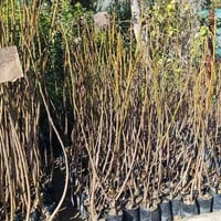 تين بني مسلم • شتلات عنب • المعلمين الاولى