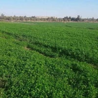 ٤٧٠ دونم عله الشط مباشر سند ٢٥ تحويل مباشر الارض صالحه للزراعة في منطق...