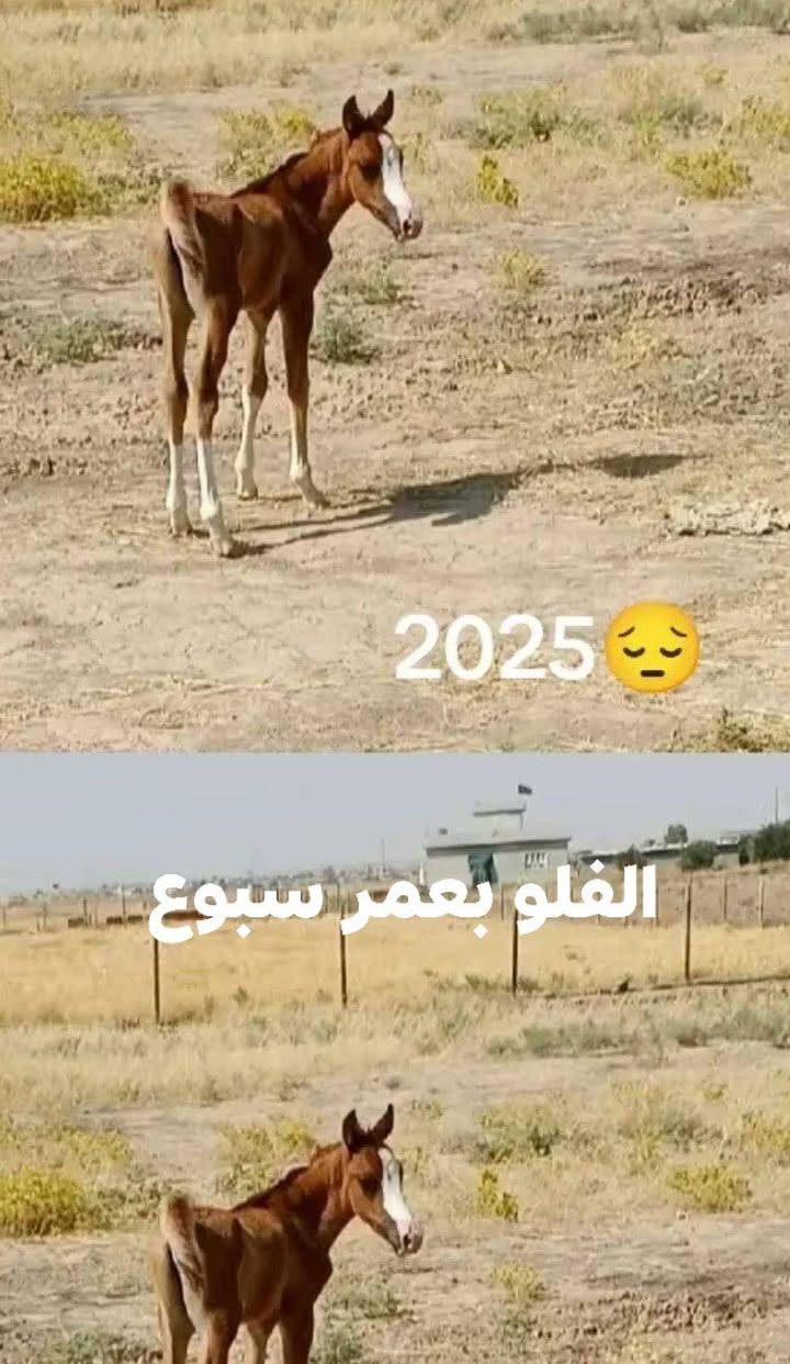 السلام عليكم فلو عمره 8 شهر خالي من كل عيب سعرو حيل مناسب 900الف وبي مجال حك جيه المكان الموصل ناحية حمام العليل معروف ام واب


**إذا كنت صاحب هذا الإعلان وتريد حذفه لأي سبب، رجاءا أرسل رسالة إلى الدعم الفني**