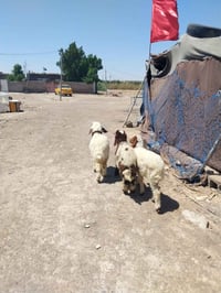 ٣ نسوان • مناسبات • حي الجوادين
