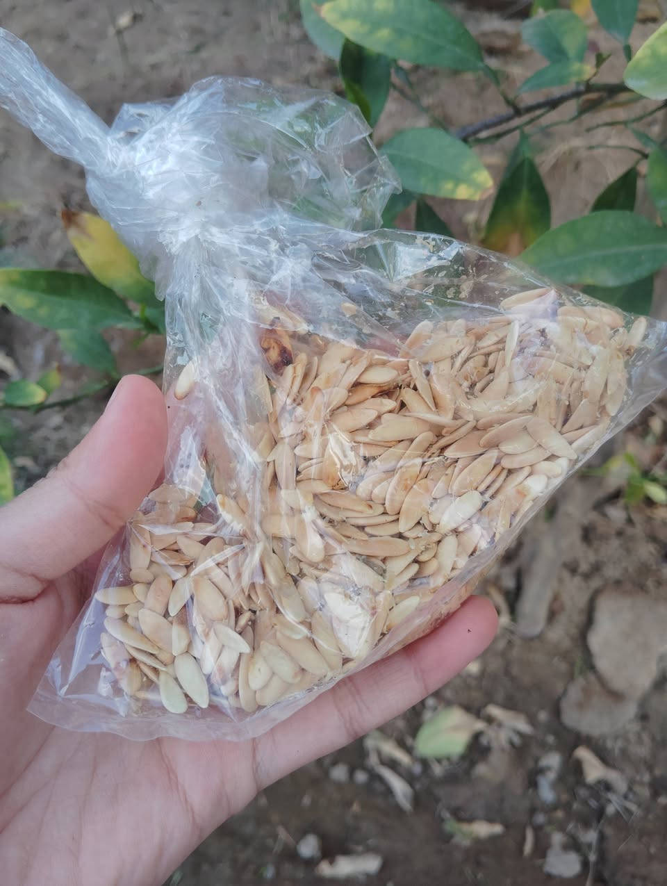 توفر بذور خضرة سعر المغلف الف ونص
يقطين 
قرع 
خيار 
بامية 
بطيخ 
شمام 
فلفل 
رشاد 
كرفس 
فجل 
كراث 
ريحان 
دوار


**إذا كنت صاحب هذا الإعلان وتريد حذفه لأي سبب، رجاءا أرسل رسالة إلى الدعم الفني**