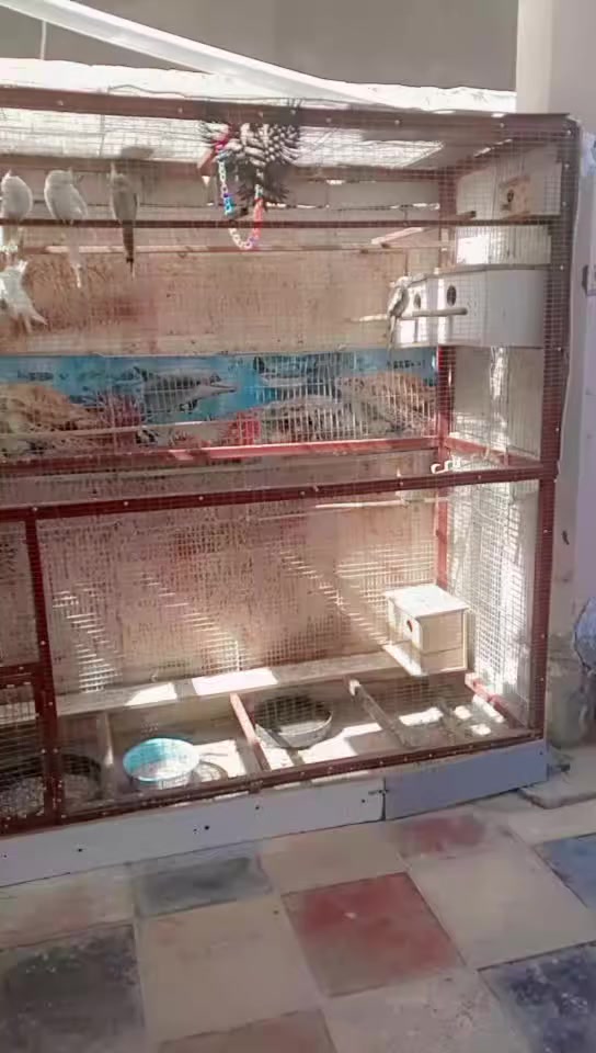 بيع مستعجل قفص حديد ثقيل تزكام سيم هيسكو مغلون ضد ازنجار فتحت اهيسكو اصبع ونص قياس  ارتفاع 2متر ونص واجهيه 2متر ونص نزال متر وأحد عنوان بابل مركز أسعر 150 استفسار ***********
