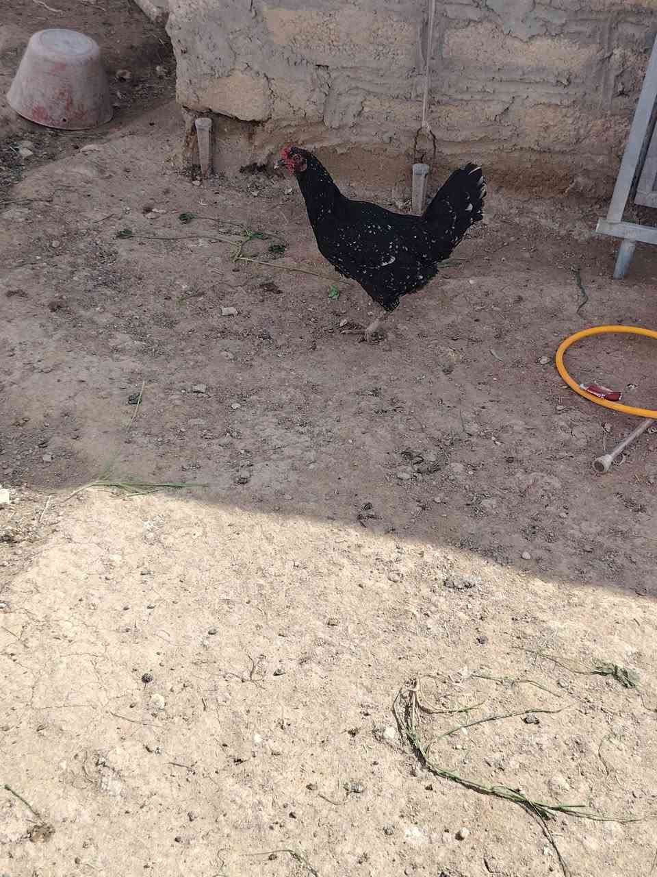 للبيع
***********
