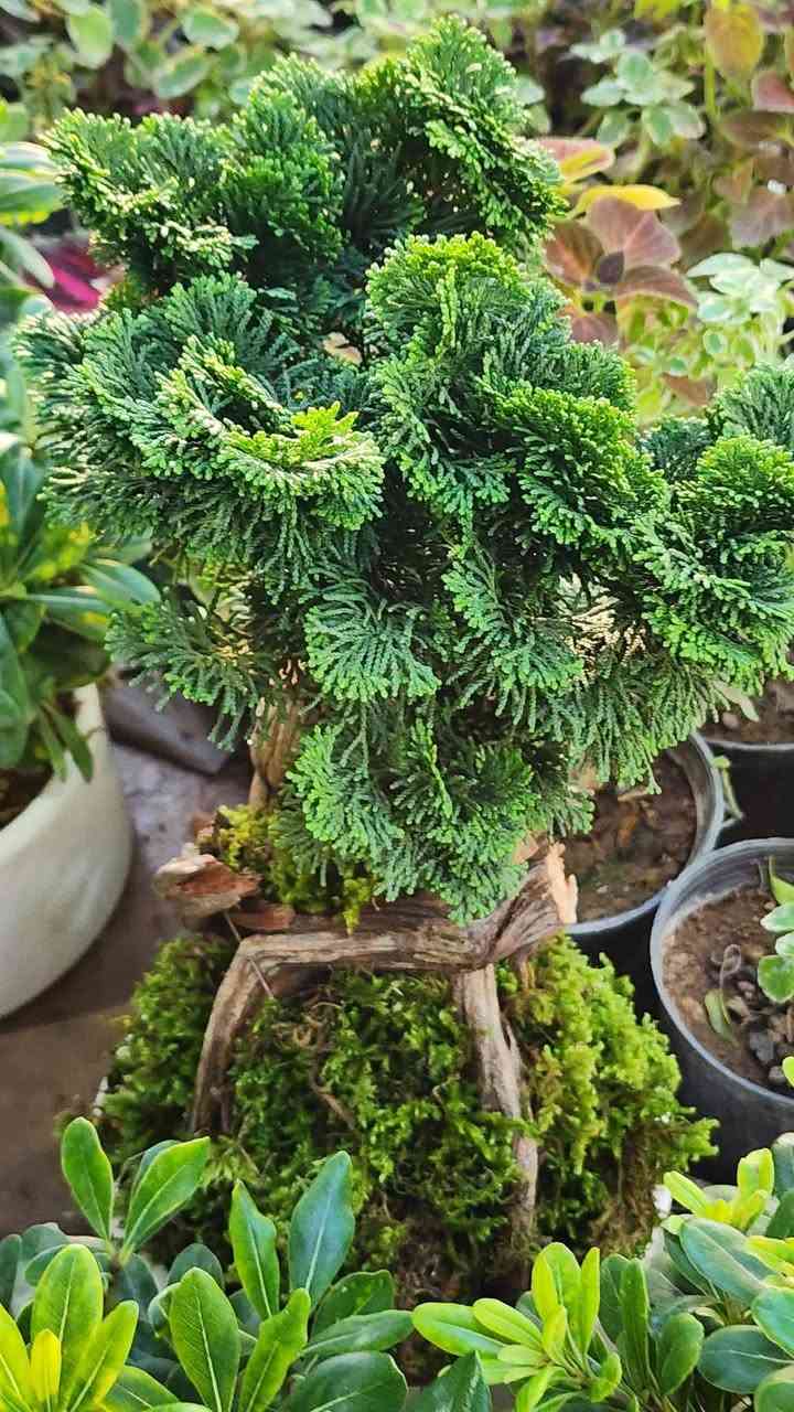 مشتل علي مناف/***********🌿🌷🍀☘️🍁🌼🌺🌹🎄🪴🪻💐🍃🎋🌱💮🌸🍂🍁🌴🌳🌲
