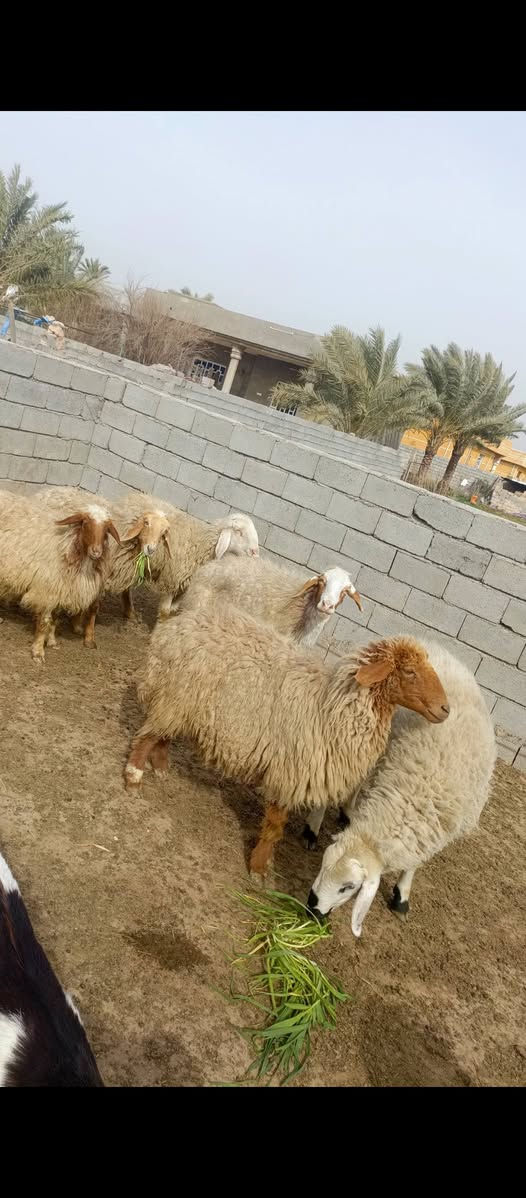 افلام الصلاه على محمد وال محمد متاح حلال للبيع العدد 7 حلال درجه اولى فحل وياهن فحلهن فحل درجه اولى الشرط شرط احنا وين الجنايه يابا حلال كله ماخذ الفحل عشر مكانه بغداد المشاهده قرب التاجي سعر الزوج 525 قفل بدون عمله سعر الفحل 550 قفل.
‏‪***********‬‏/////‏‪***********
