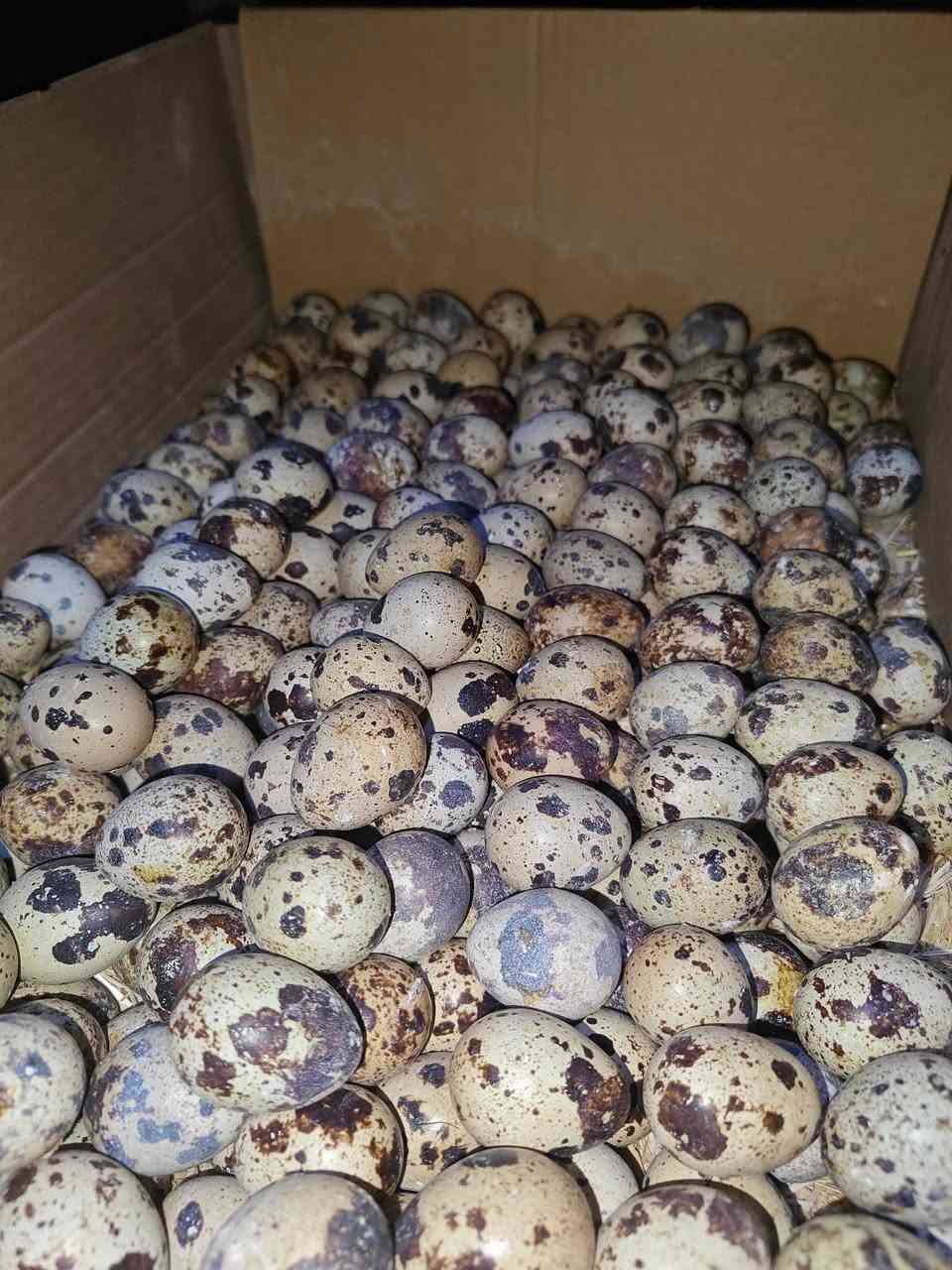 السلام عليكم ورحمه الله وبركاته
يتوفر بيض سمان جديد ونضيف كل 100بيضة 
في 10/000 ألف دينار داخل ناحية القيارة 
للحجز ***********
يوجد خدمة توصيل داخل القيارة
