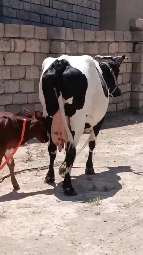 السلام عليكم بكره رغوث ع كل عيب وراها حوليه درجه اولى رقم واحد حليب ودسامه فول حليبها خير من الله حلال فاخر ضالمها التصوير المكان الشرقاط قرية شكرا ***********
