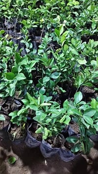 مشتل احمد الزراعي • الانبار حديثة بروانه • نخيل نسيجي