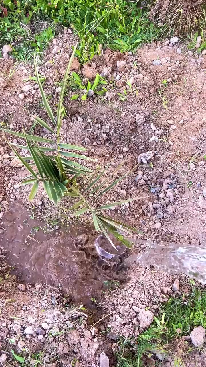 إزالة الأعشاب الضارة التي تنافس النخلة على الغذاء.🌿🌲🌳


**إذا كنت صاحب هذا الإعلان وتريد حذفه لأي سبب، رجاءا أرسل رسالة إلى الدعم الفني**