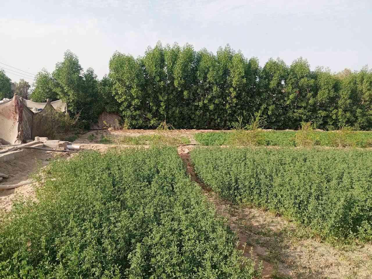 5دوانم للبيع على شارع كربلاء نجف جهة يا حسين مع بيوت ومزرعه وبير ارتوازي وعليهن شارع خاص وكافه الخدمات ماي وكهرباء ومدارس قرببه عليهن ومسيجات brc الاتصال ***********
