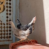 دجاج دندراوي • ٦ أشهر • شطره الحولي