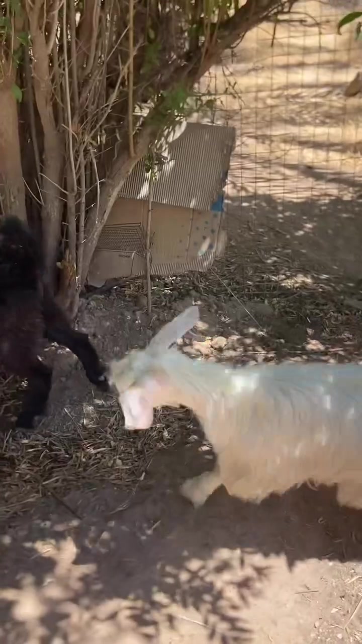 بسم الله ما شاء الله متاح ٧جدايه بيهن زوجين شكايه توم يرهمن ربط وكصابه شتريدهن يرهمن  مكانهن حديثه للستفسار ***********
