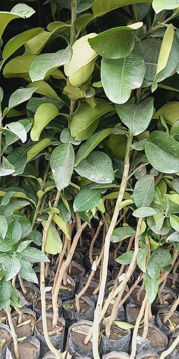 بسم الله الرحمن الرحيم توفر حمضيات اصل نارنج 
ونارنج السعر 1500نارنج ،2750برتقال متر3250برتقال عالي ،4250سندي اصل جويفه ،كينو لالنكي2500 اصل نارنج ارتفاع متر الى متر ونص ،بغداد كريعات ،


**إذا كنت صاحب هذا الإعلان وتريد حذفه لأي سبب، رجاءا أرسل رسالة إلى الدعم الفني**