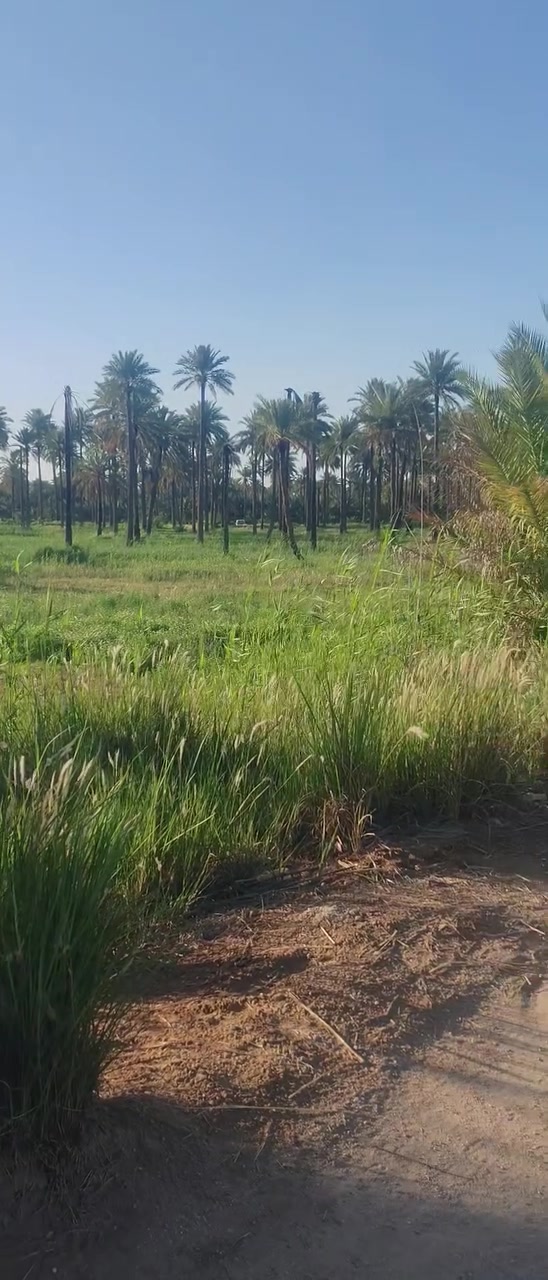 سلام عليكم 3دونم وربع للبيع
سند 25زراعي ارض حلوه ومخدومه
الموقع السياحي منطقة ام جمل التبليط كدامه
وخدمات تبليط وماء وكهرباء ومدارس يبعد عن شارع العام طريق كربلاء طويريج كيلو ونص 
للتفاصيل اكثر
*********** وسام ال كميش 
مختار الاسدي الاسدي 
مكتب سما الفردوس للعقار 
موقع المكتب طريق كربلاء طويريج عمود 334
