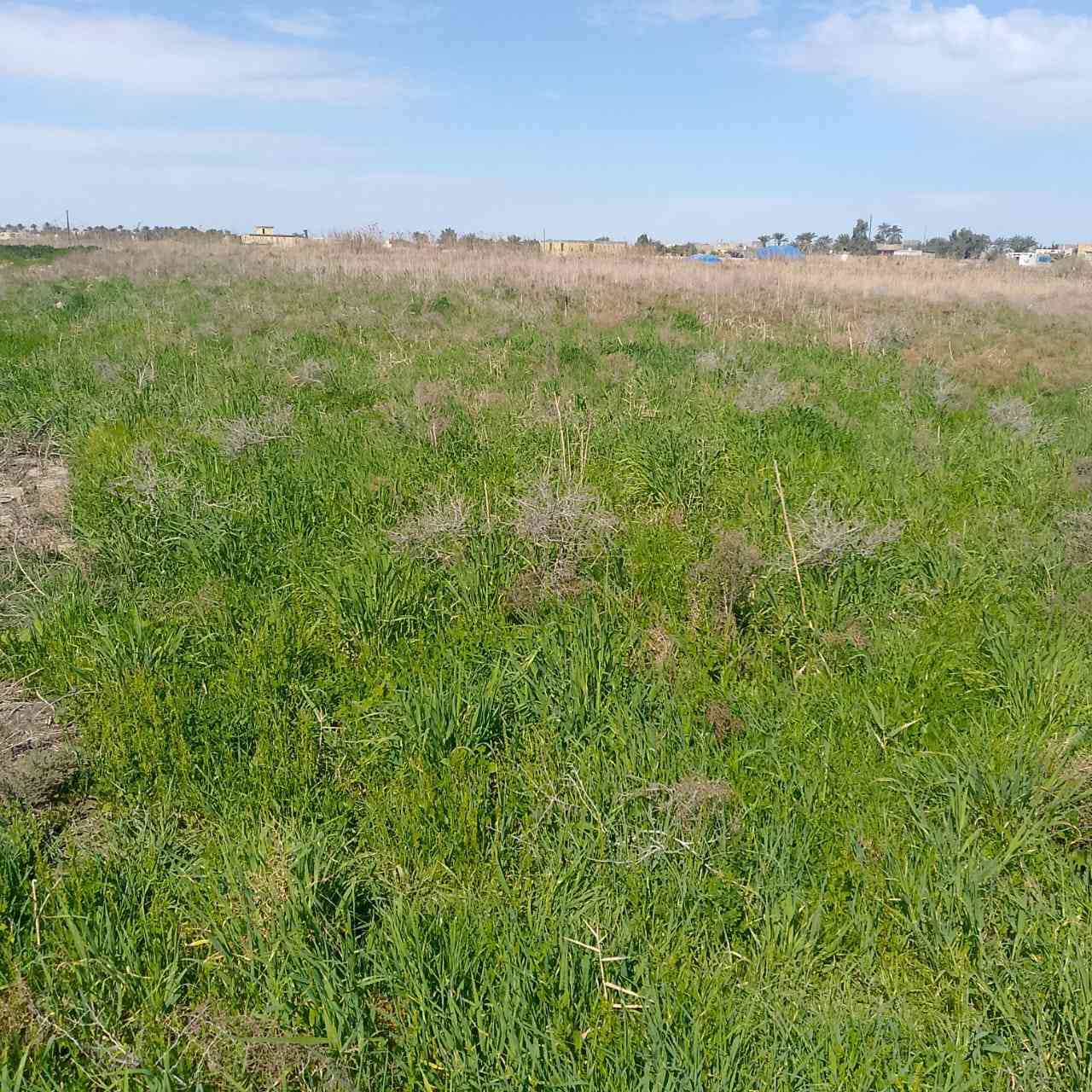 زرع شعير ٢ دونم وبور ٣ دونم المجموع ٥دونم مكان البخلف الثانيه قرب محطه المجاري  للبيع سعر خاص ***********
