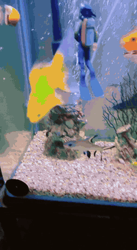 سلام عليكم عندي حوض اسماك زينه للبيع ابيع شلع الحوض والاسماك والغراض السعر 125الرقم ***********العنوان بغداد التاجي اركيه وفاضل
