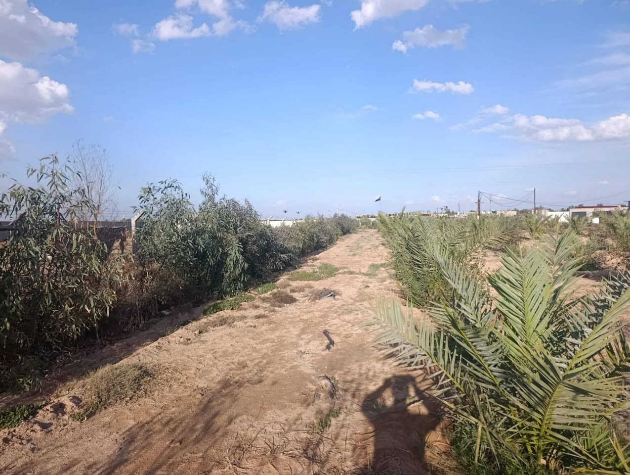 السلام عليكم مزرعه
للبيع المساحه 2 دونم

طريق نجف كربلاء عمود 285

جنس الأرض عقد

مزروع نخل 75 +رمان15+نبك 80 وبيهه بيت وجهاز تقطير كل النخل والنبك /وسياج بي ار سي السعر 85 /طريق يا علي  تبعد عن الشارع 700 متر فقط شراي يراسل على الخاص


**إذا كنت صاحب هذا الإعلان وتريد حذفه لأي سبب، رجاءا أرسل رسالة إلى الدعم الفني**