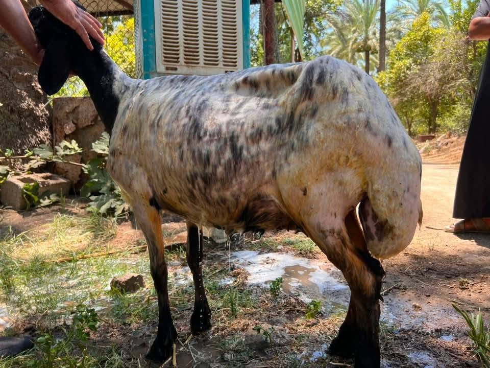 السلام عليكم اخوان
نعجه للبيع نعجه ناصحه فول خير من الله والده ٣بطون السعر ٣٧٥وبيها مجال بسيط للشراي العنوان التاجي منطقة الشيخ حمد قرب جامع ال البيت *********** يتوفر واتساب
